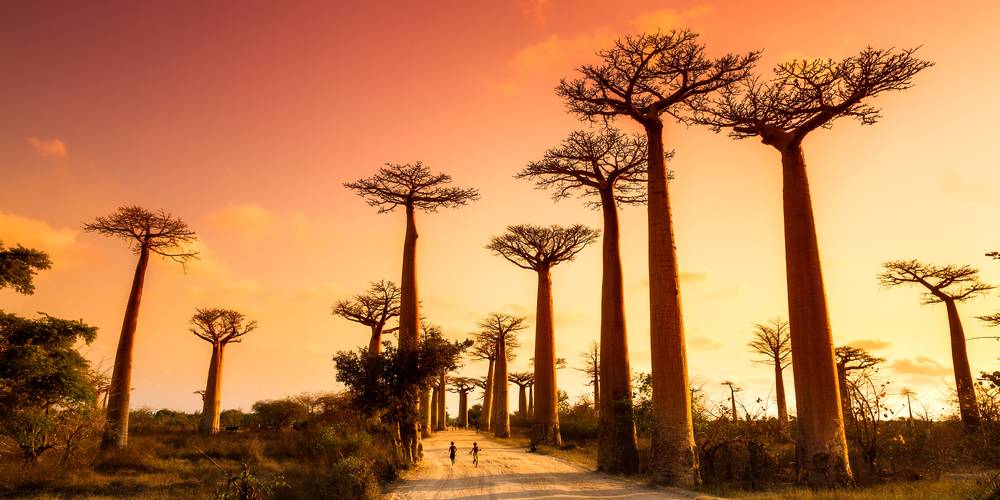 Aktien zu Afrika
