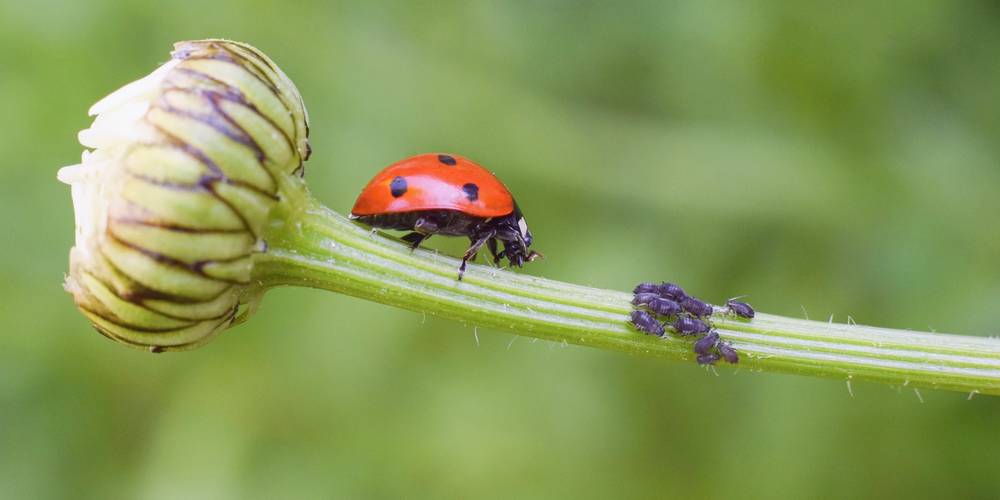 Aktien zu Biologischer Pflanzenschutz