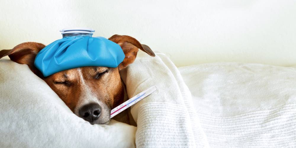 Aktien zu Tiermedizin