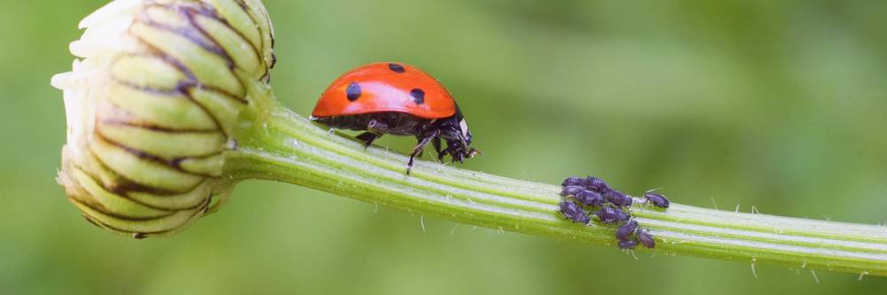 Aktien zu Biologischer Pflanzenschutz