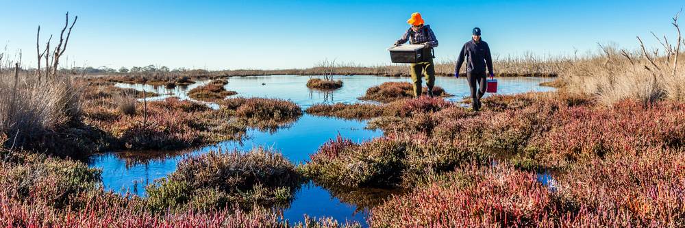 Aktien zu Carbon-Capture