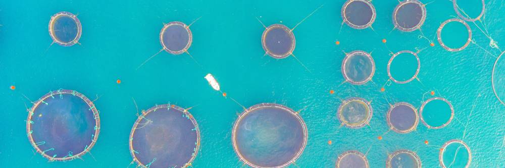 Aktien zu Fisch- und Aquafarming