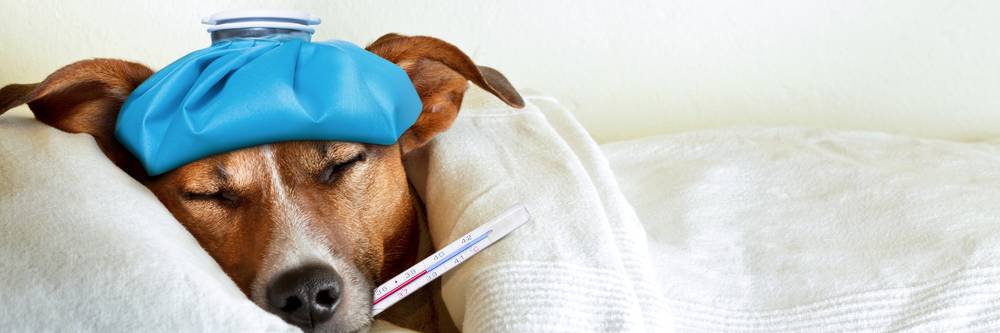 Aktien zu Tiermedizin
